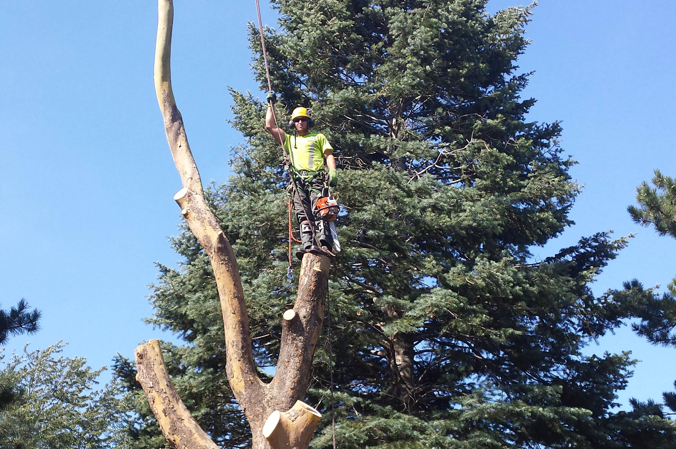 southern-ontario-tree-services